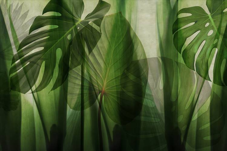 Download 3D Textures EQUATORIAL JUNGLE