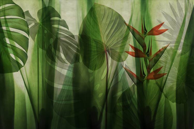 Download 3D Textures EQUATORIAL JUNGLE