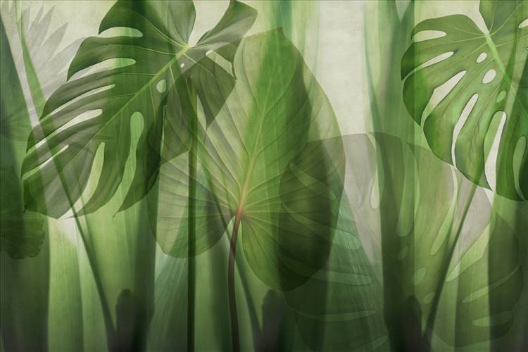 Download 3D Textures EQUATORIAL JUNGLE