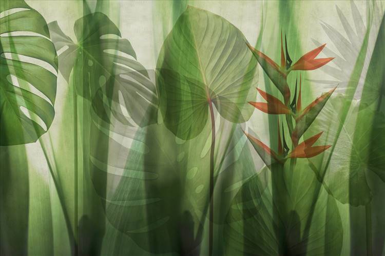 Download 3D Textures EQUATORIAL JUNGLE