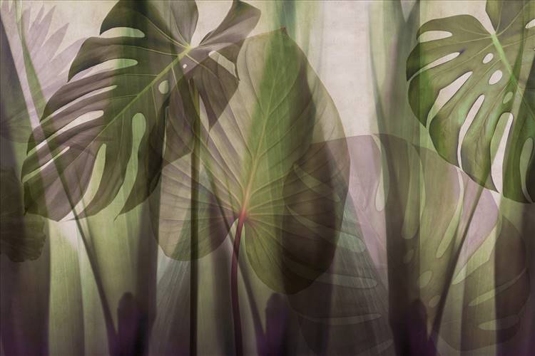 Download 3D Textures EQUATORIAL JUNGLE