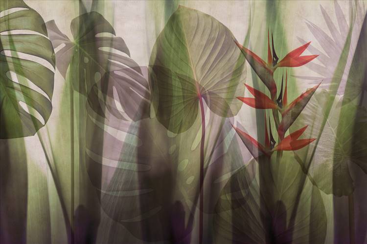 Download 3D Textures EQUATORIAL JUNGLE