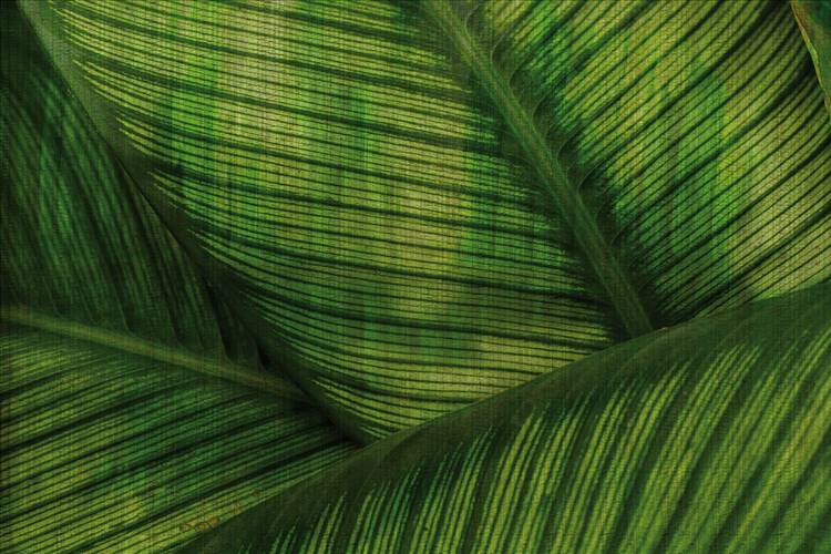 Download 3D Textures Leaf