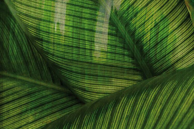 Download 3D Textures Leaf