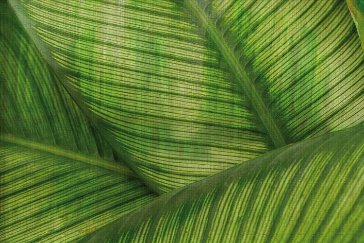 Download 3D Textures Leaf