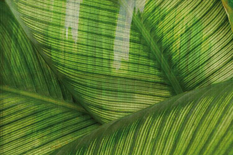 Download 3D Textures Leaf