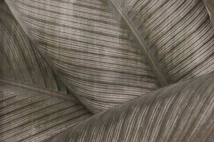 Download 3D Textures Leaf