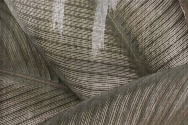 Download 3D Textures Leaf