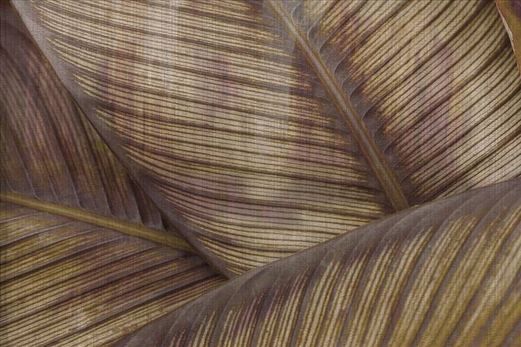 Download 3D Textures Leaf