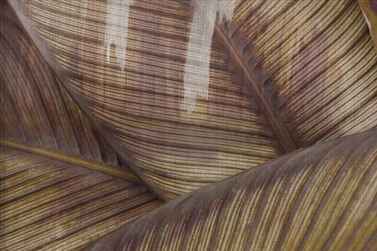 Download 3D Textures Leaf