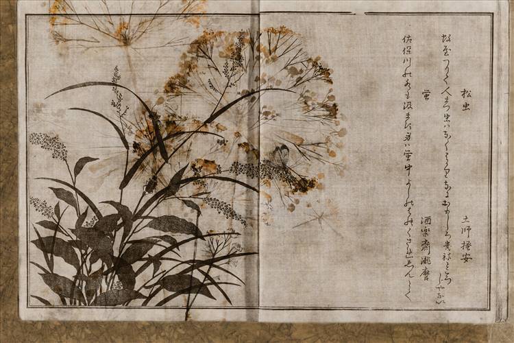 Download 3D Textures Nara
