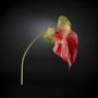 VGnewtrend - Complements - NEW ANTHURIUM GIANT