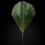 VGnewtrend - Complements - PALMA LEAF