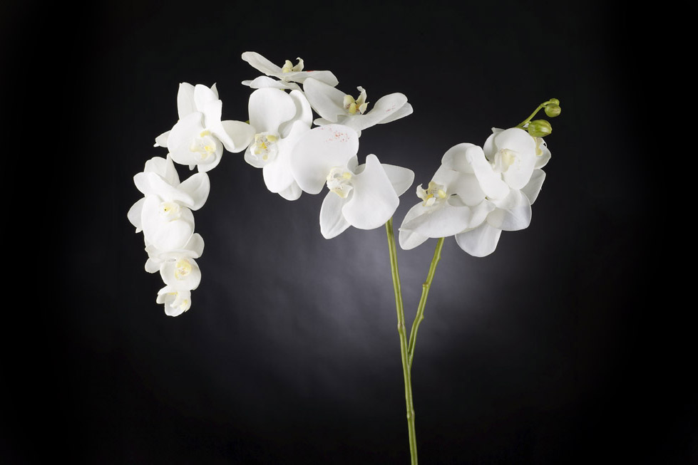 Download Techincal informations PHALENOPSIS X 2
