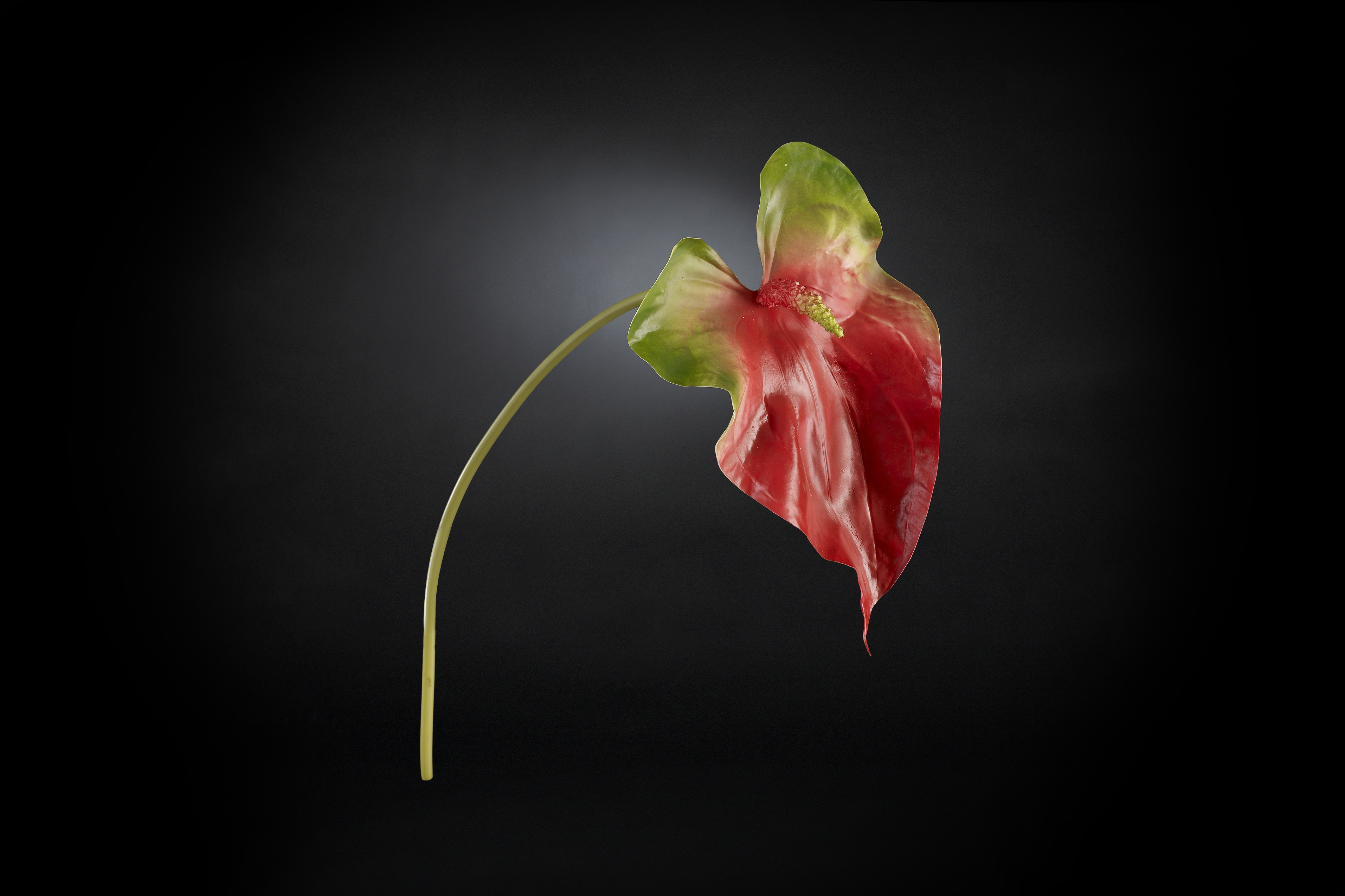 Download Techincal informations NEW ANTHURIUM GIANT