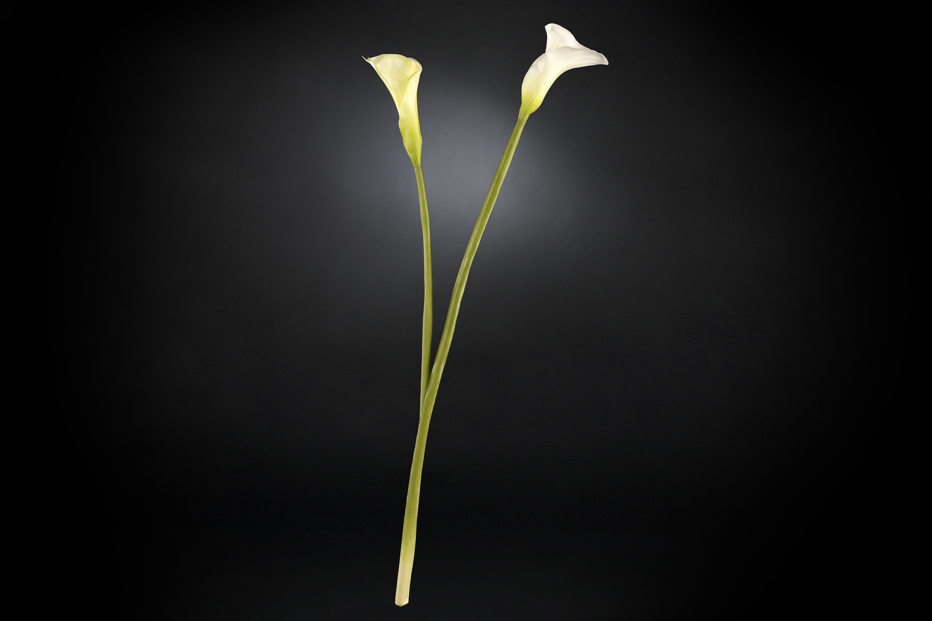 Download Techincal informations CALLA LILY
