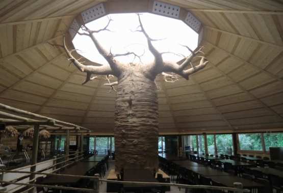 baobab termoteso