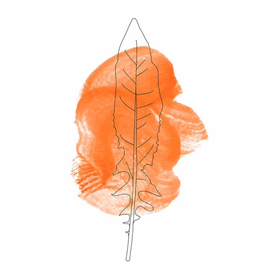 Jwall #One - Cicoria arancio
