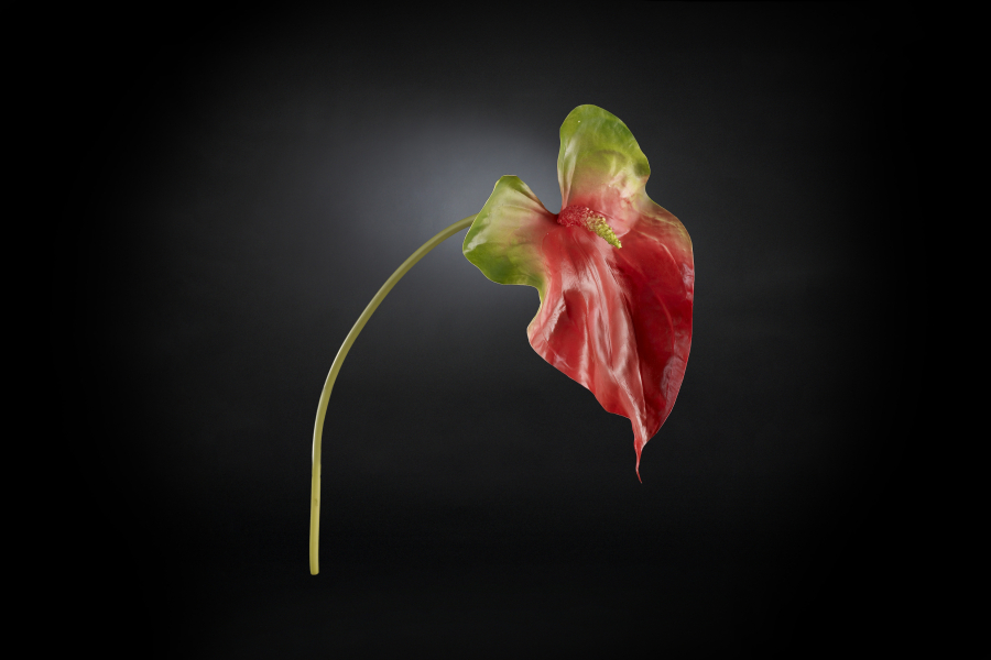 Floral compositions NEW ANTHURIUM GIANT 3D Models 