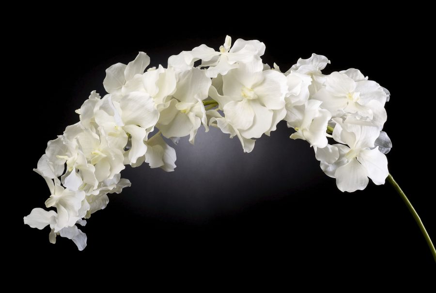 Floral compositions MAXI VANDA ORCHID 3D Models 